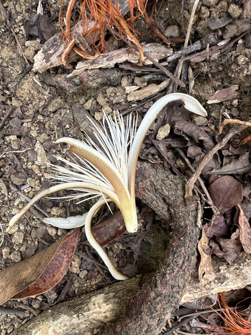 Pochota fendleri photo 7