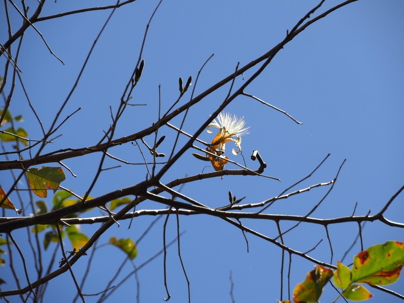 Pochota fendleri photo 8