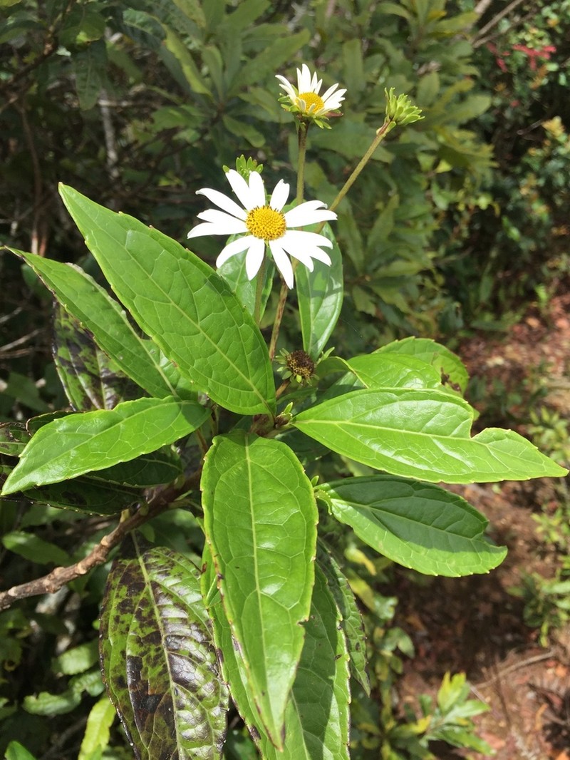Podachaenium chiapanum