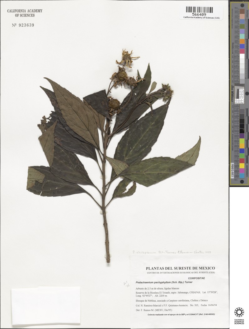 Podachaenium chiapanum photo 4