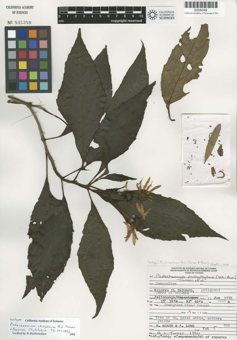 Podachaenium chiapanum photo 5