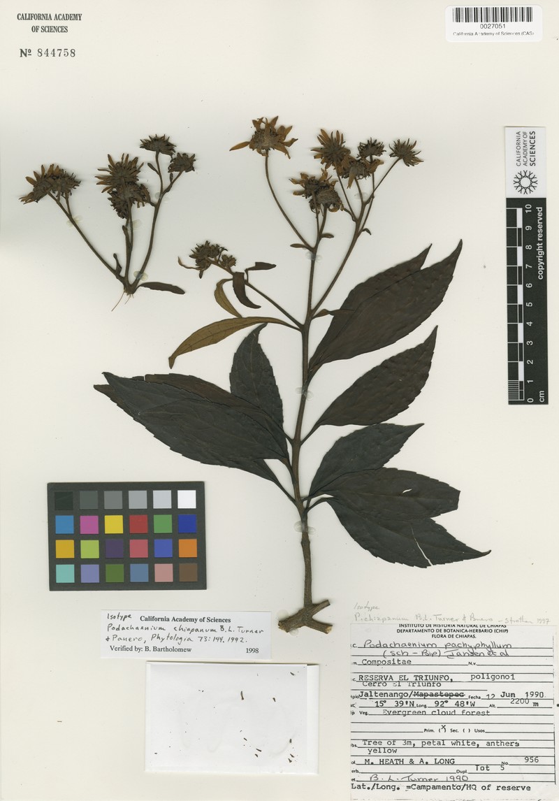 Podachaenium chiapanum photo 6