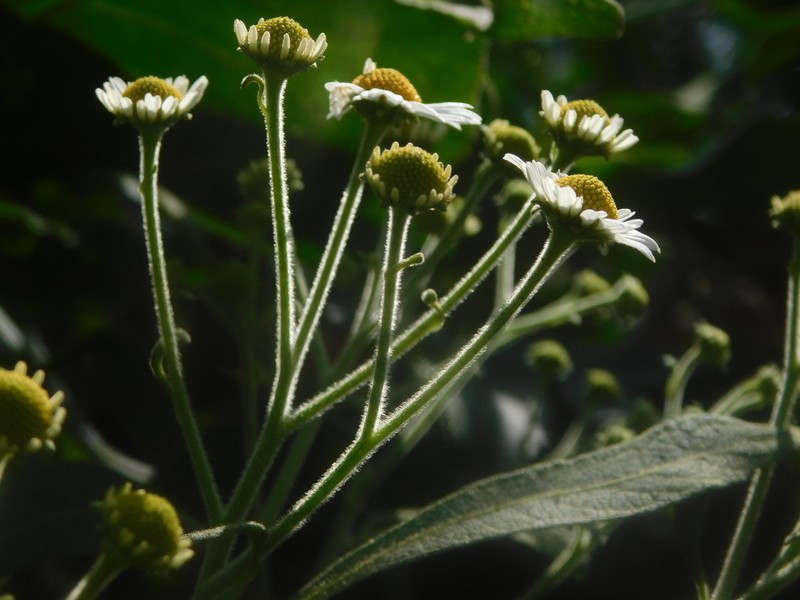 Podachaenium eminens photo 3