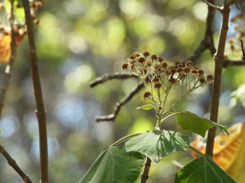 Podachaenium eminens photo 4