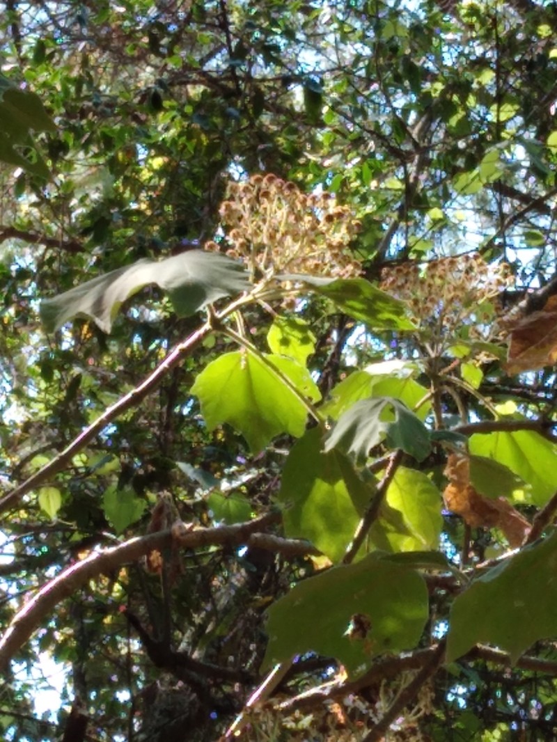 Podachaenium eminens photo 5