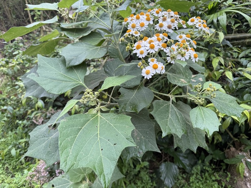 Podachaenium eminens photo 7