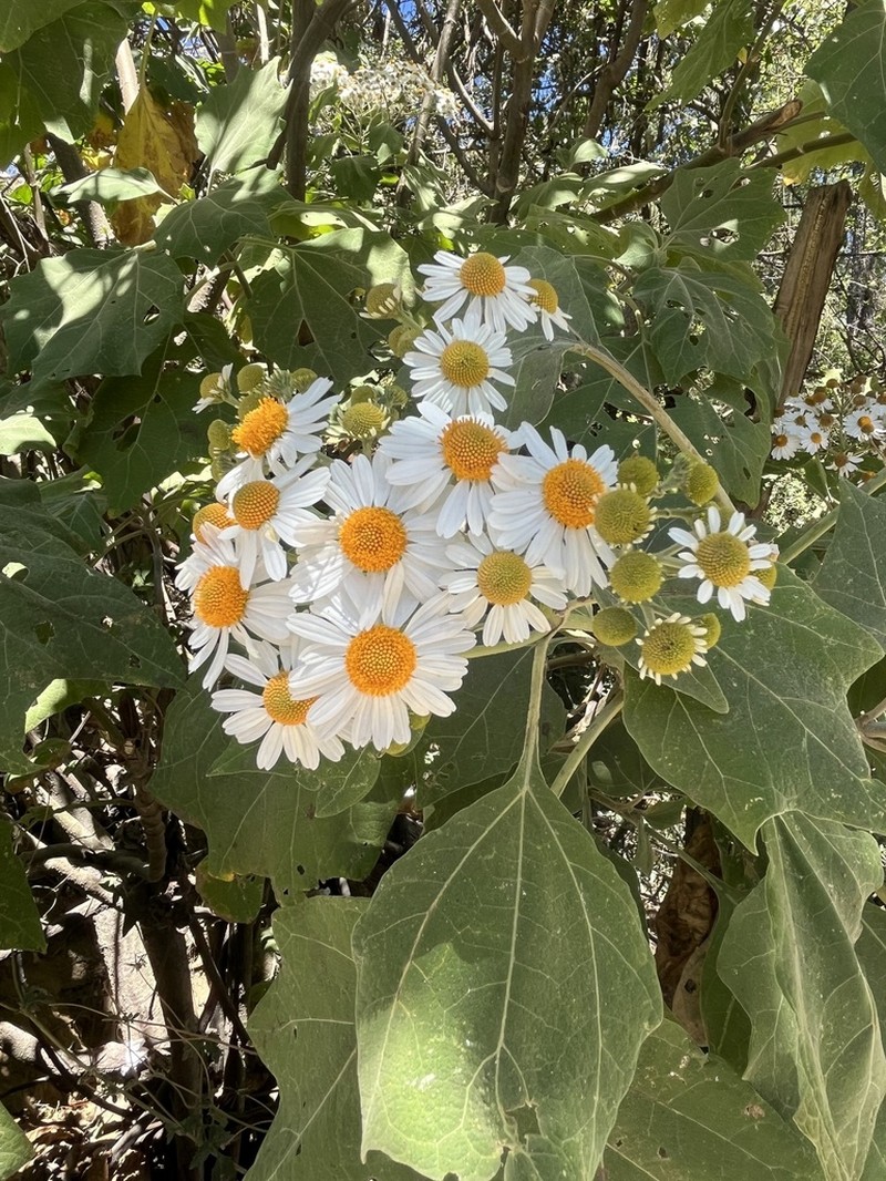 Podachaenium eminens photo 8
