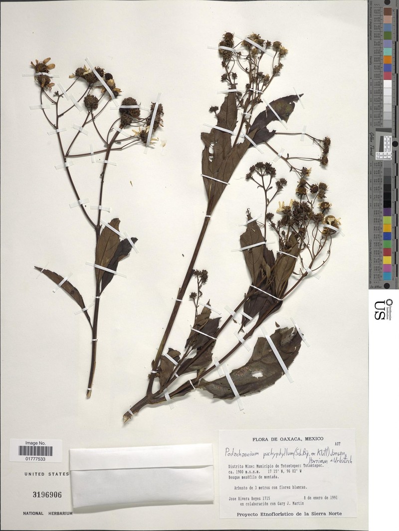 Podachaenium pachyphyllum