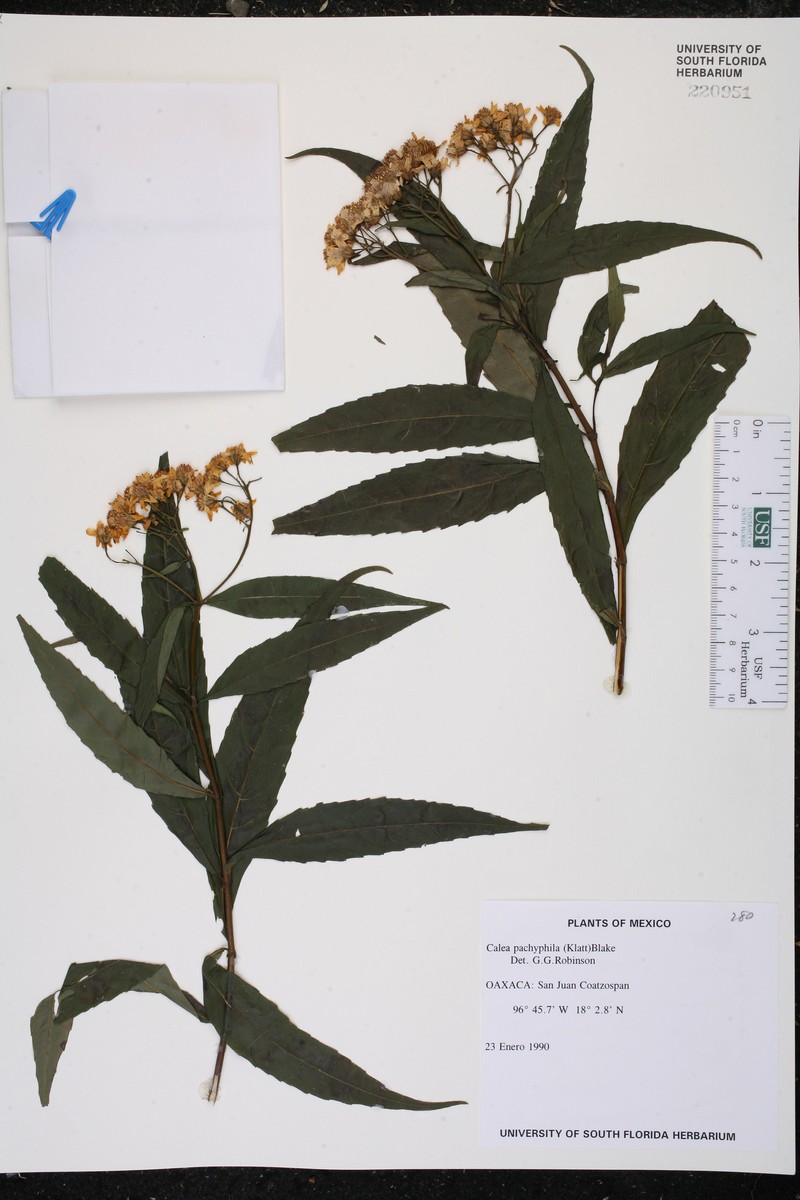 Podachaenium pachyphyllum photo 2