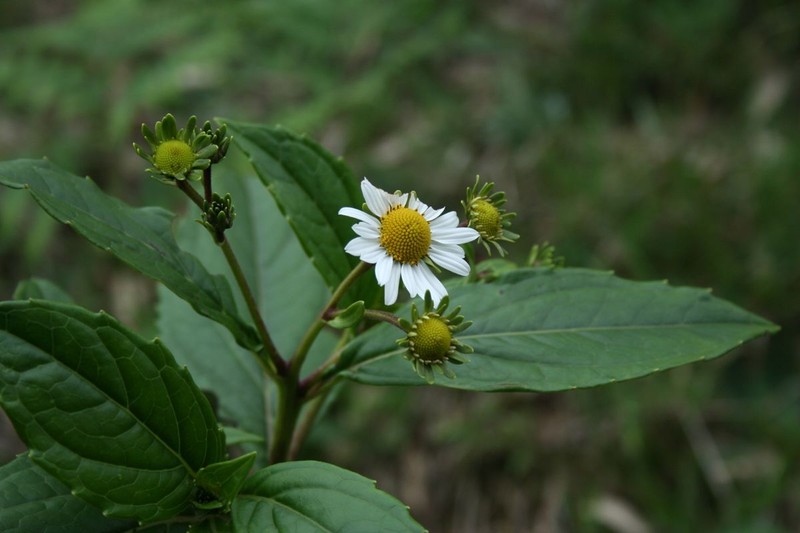 Podachaenium salvadorense photo 2