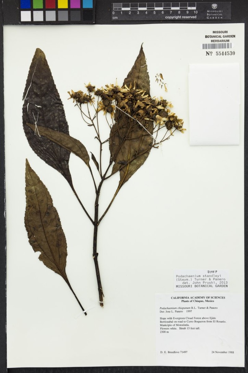 Podachaenium standleyi