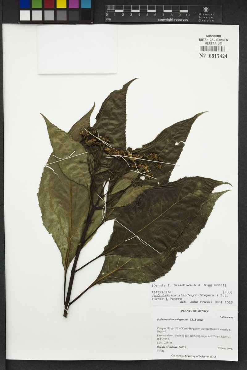 Podachaenium standleyi photo 2
