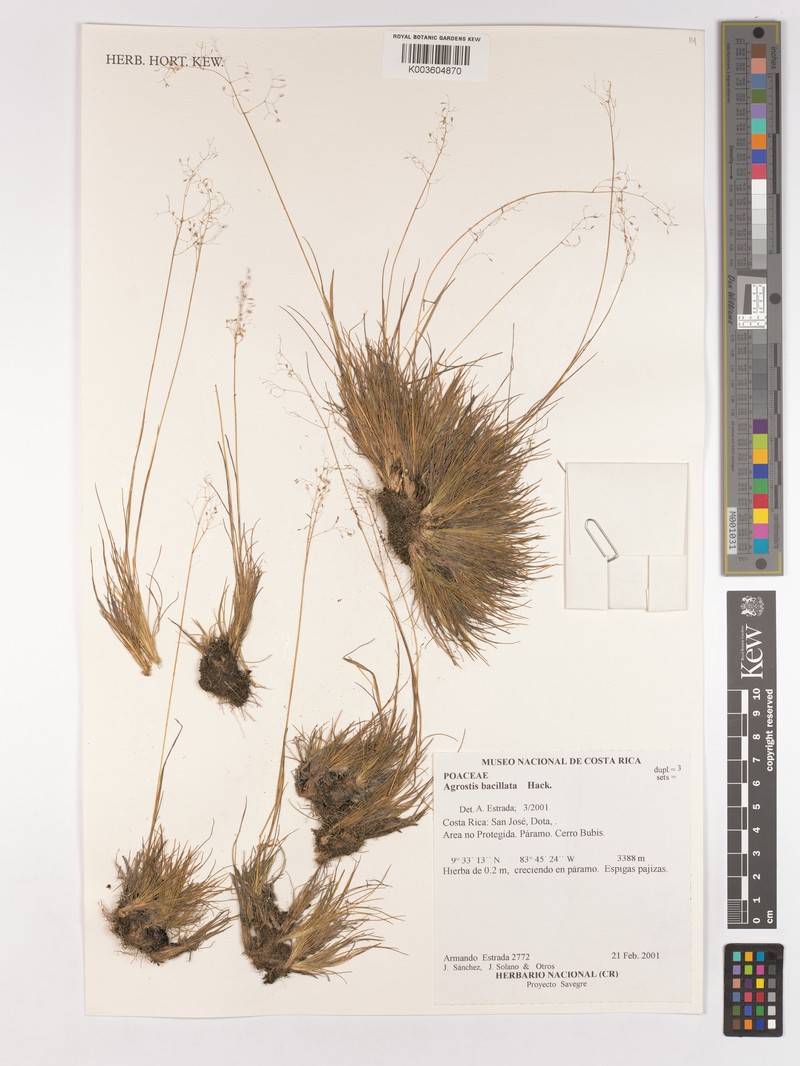 Podagrostis bacillata
