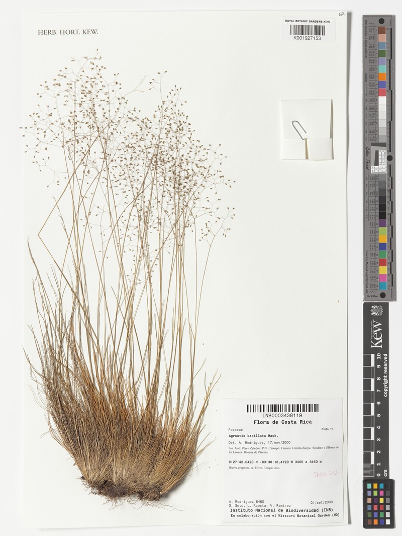Podagrostis bacillata photo 2