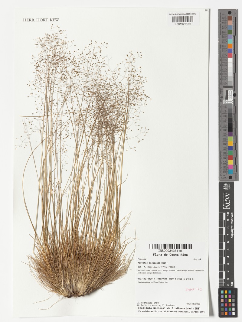 Podagrostis bacillata photo 3