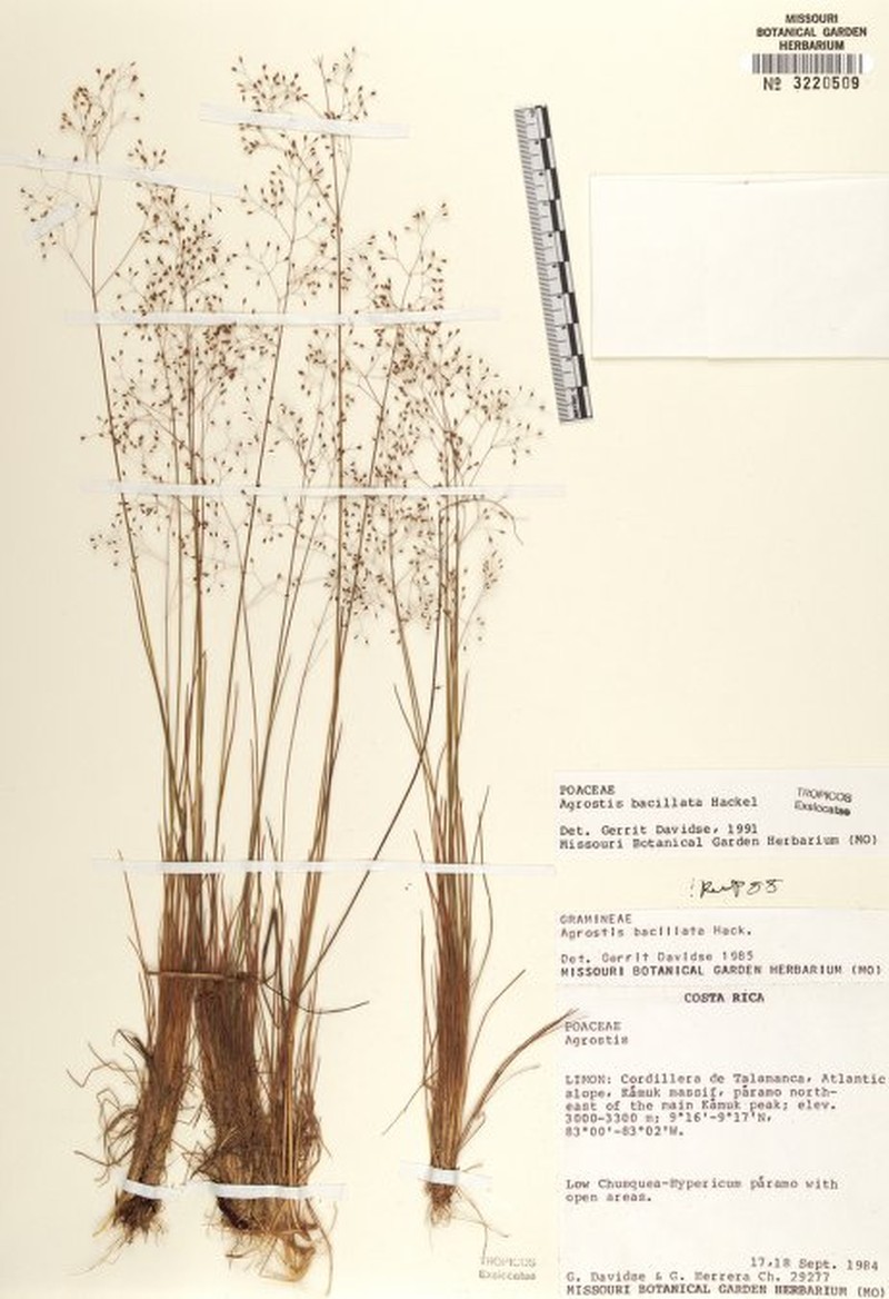 Podagrostis bacillata photo 4