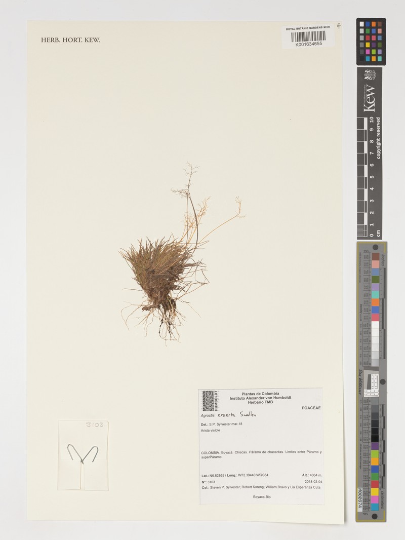 Podagrostis exserta