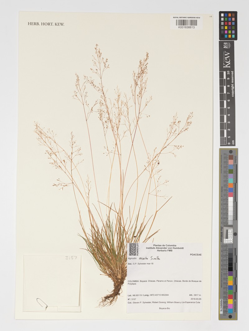 Podagrostis exserta photo 2
