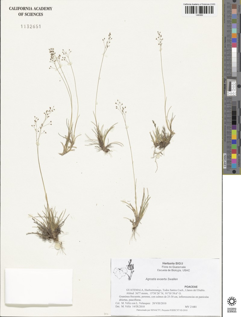 Podagrostis exserta photo 3