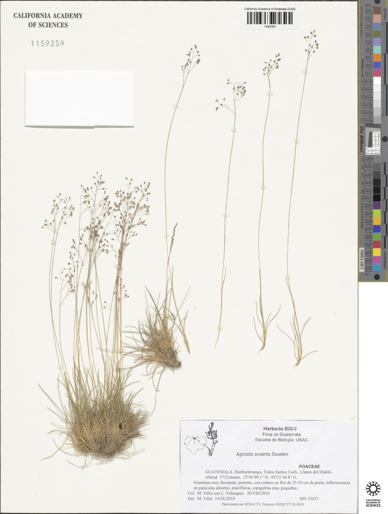 Podagrostis exserta photo 4