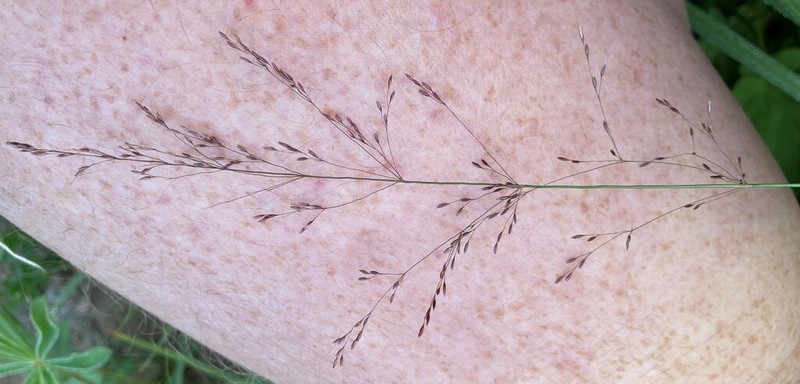 Alpine Bentgrass photo 2