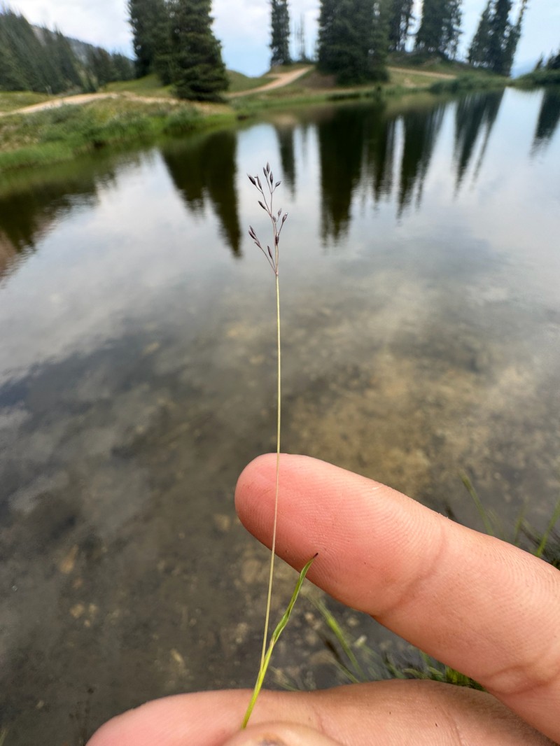 Alpine Bentgrass photo 3