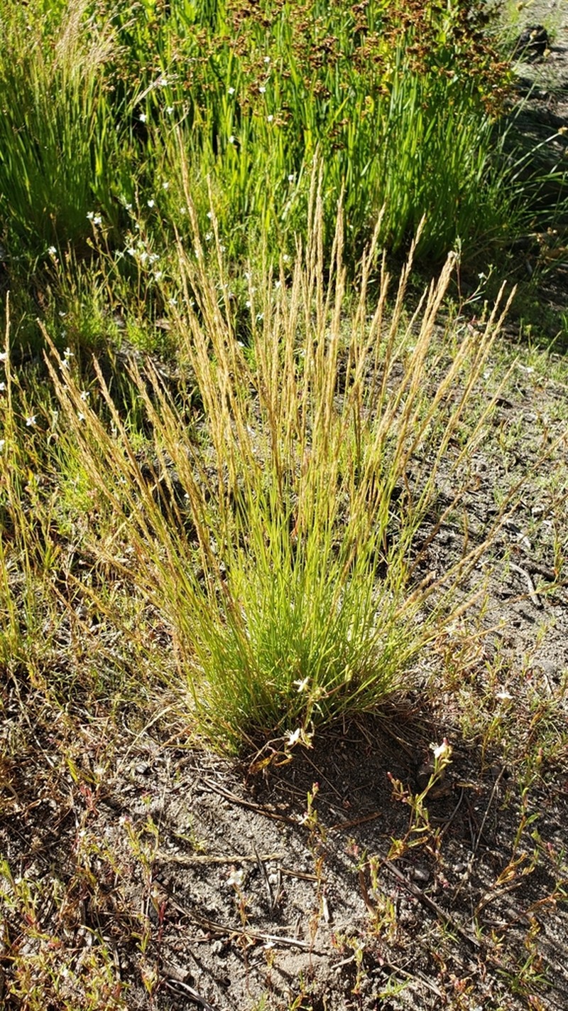 Alpine Bentgrass photo 4