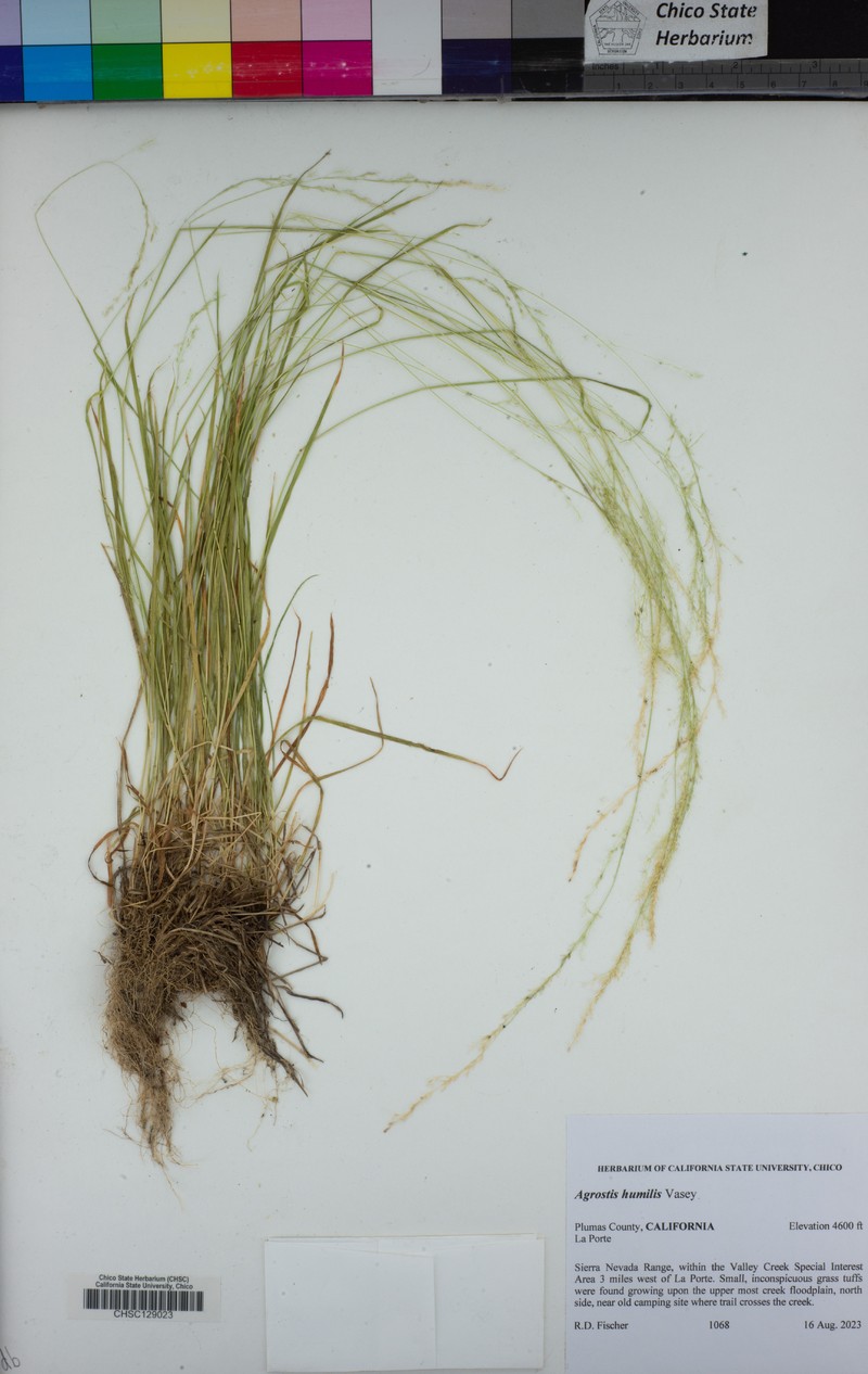 Alpine Bentgrass photo 8