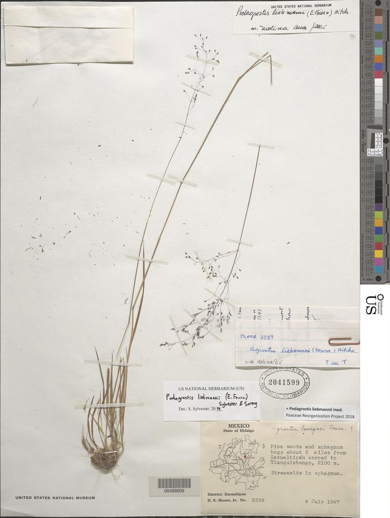 Podagrostis liebmannii