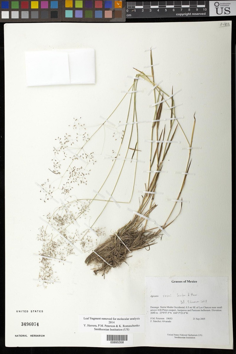 Podagrostis rosei