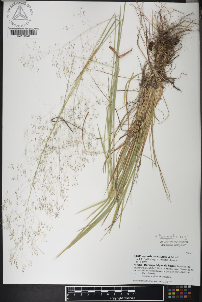 Podagrostis rosei photo 2