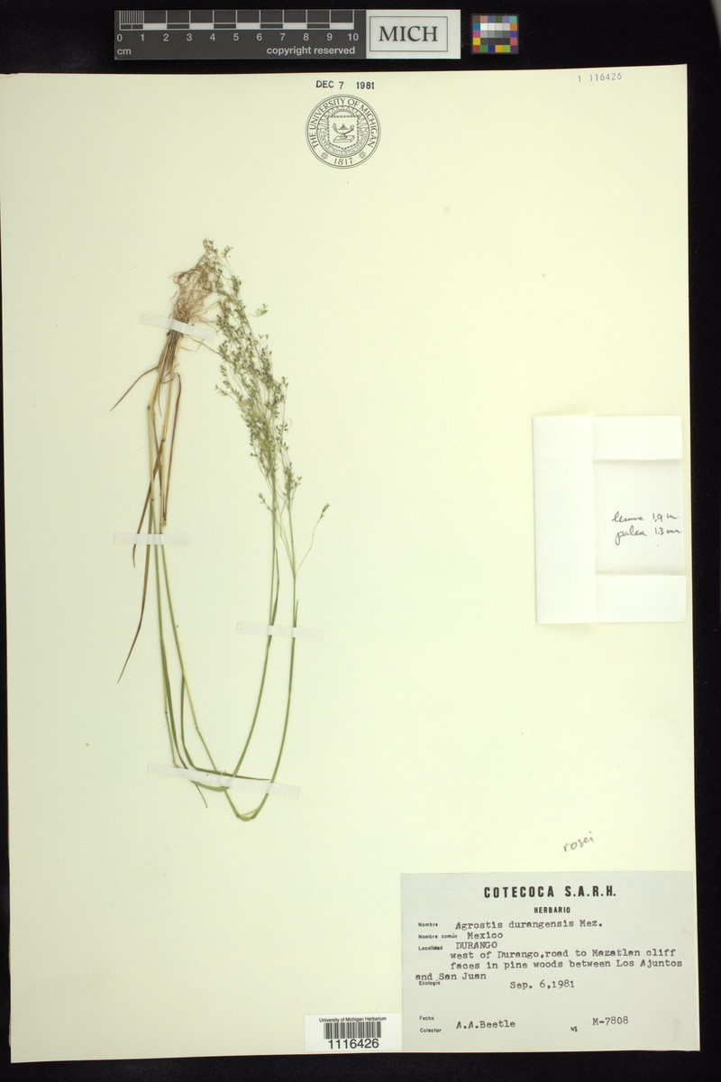 Podagrostis rosei photo 3