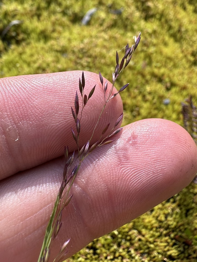 Podagrostis thurberiana