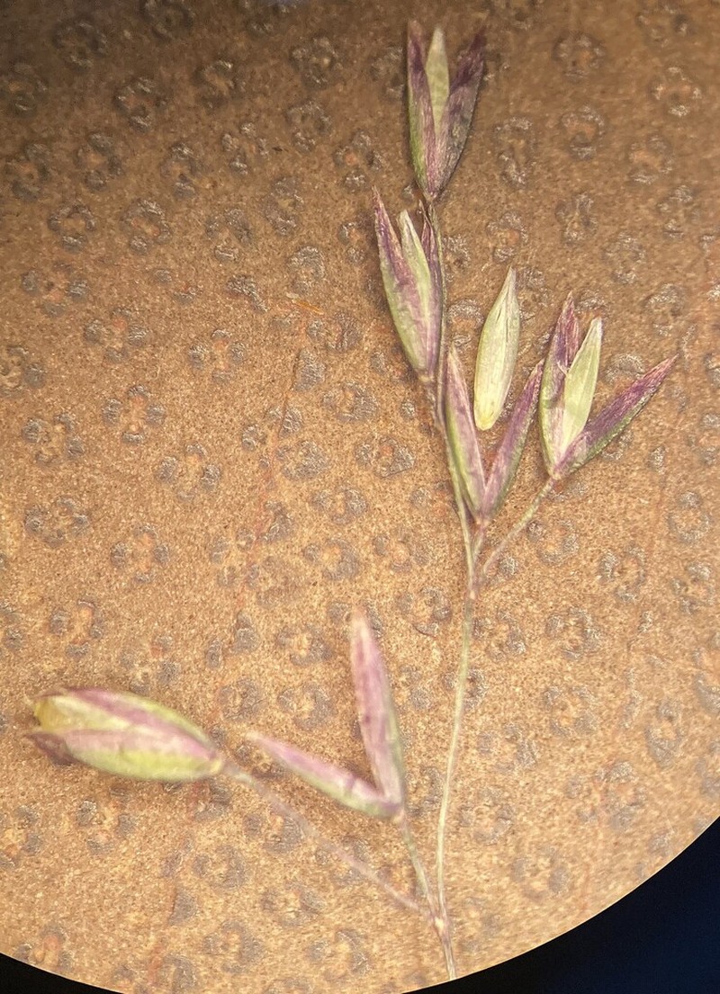Podagrostis thurberiana photo 2