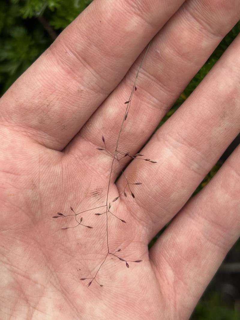 Podagrostis thurberiana photo 3