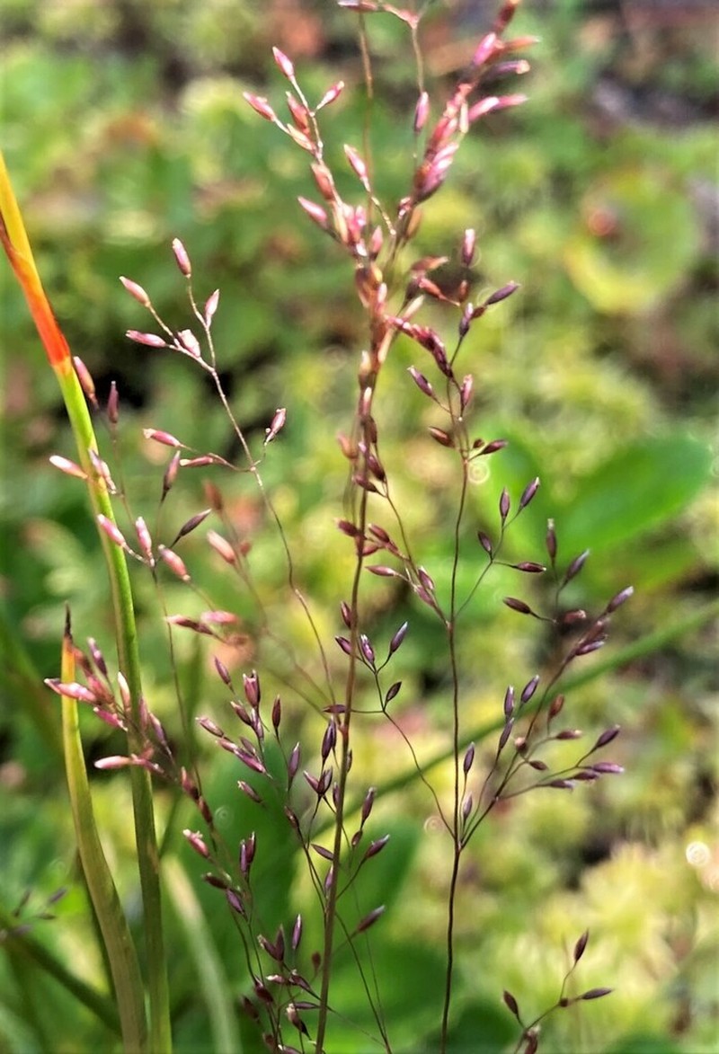 Podagrostis thurberiana photo 4