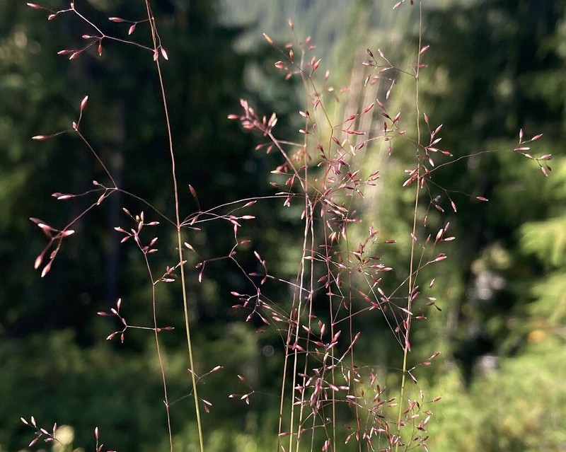 Podagrostis thurberiana photo 5