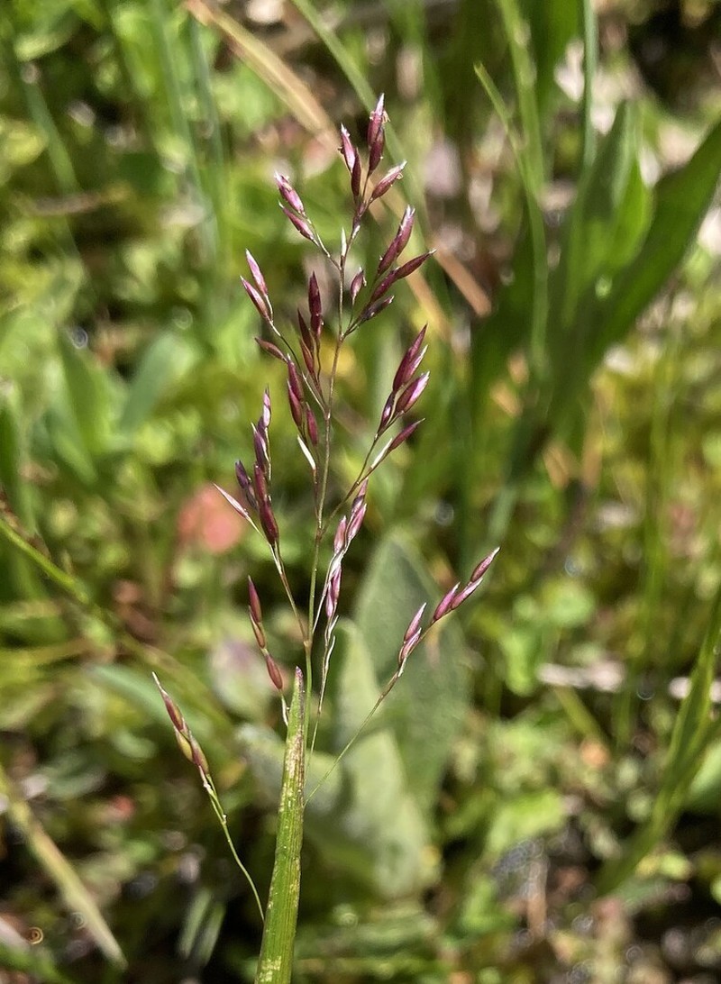 Podagrostis thurberiana photo 6