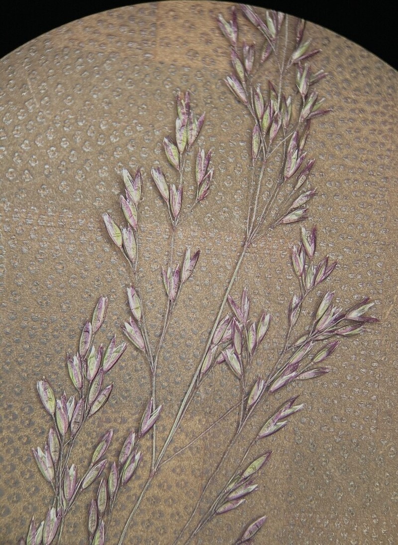 Podagrostis thurberiana photo 7