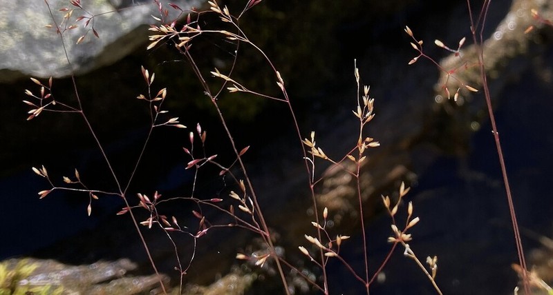 Podagrostis thurberiana photo 8