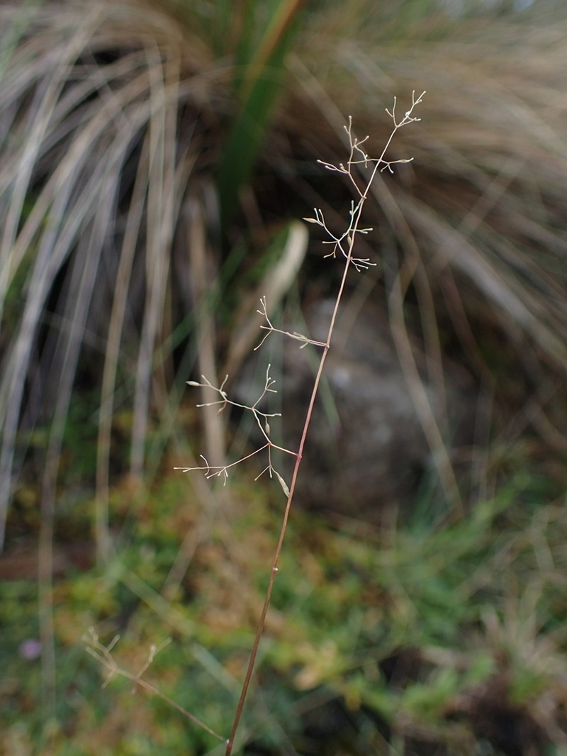 Podagrostis trichodes