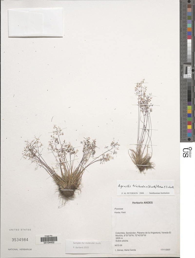 Podagrostis trichodes photo 2