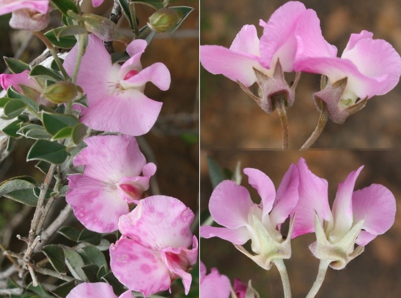 Podalyria leipoldtii