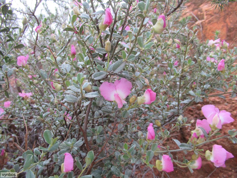 Podalyria leipoldtii photo 2