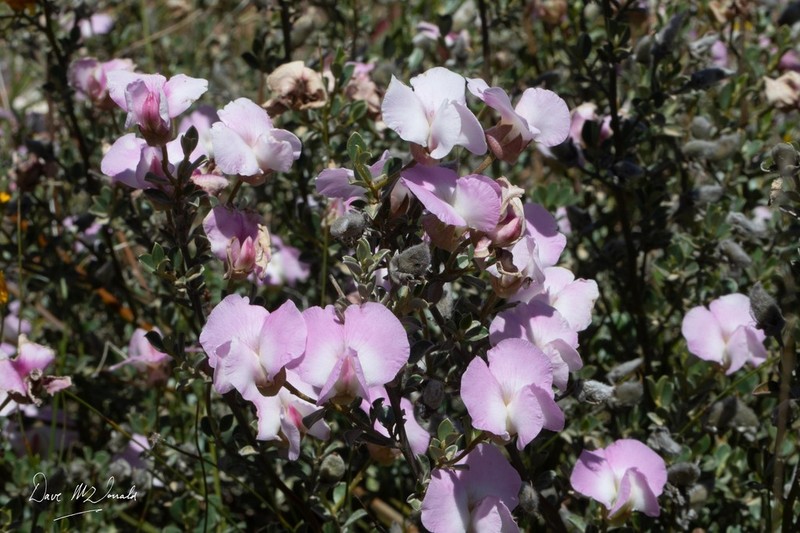 Podalyria leipoldtii photo 4