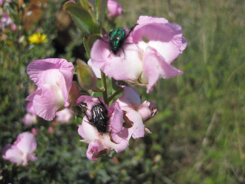 Podalyria leipoldtii photo 5