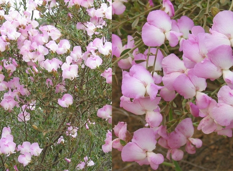 Podalyria leipoldtii photo 7