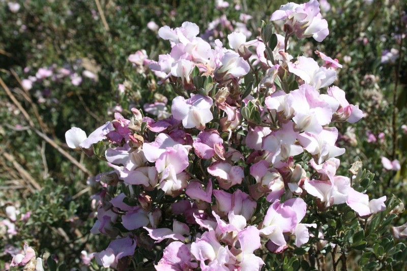 Podalyria leipoldtii photo 8