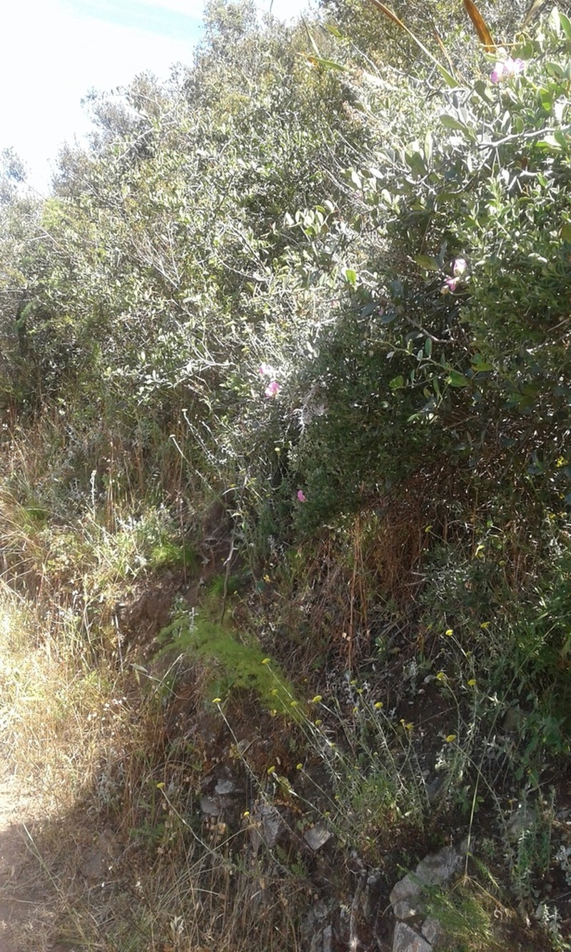 Podalyria variabilis