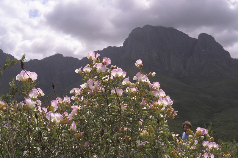Podalyria variabilis photo 2